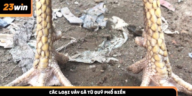 Các loại vảy gà tứ quý phổ biến