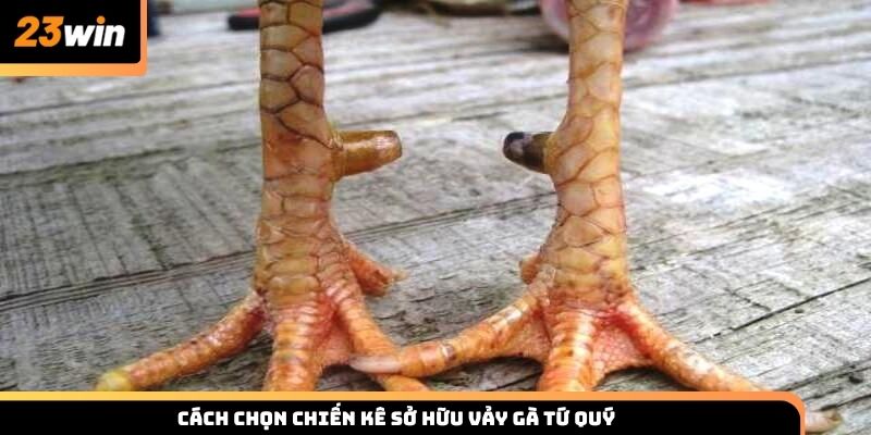 Cách chọn chiến kê sở hữu vảy gà tứ quý cùng 11bet