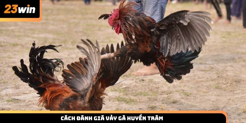 Cách đánh giá vảy gà Huyền Trâm