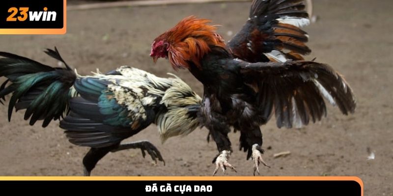 Đá gà cựa dao luật chơi và kinh nghiệm xem chuẩn 23WIN