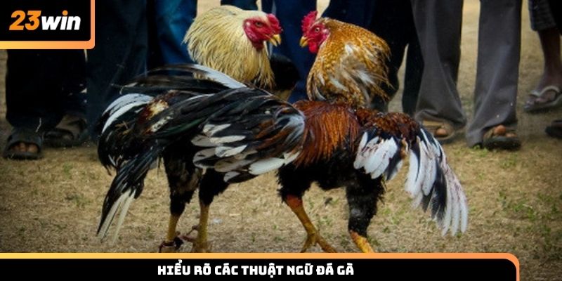 Hiểu rõ các thuật ngữ đá gà cùng 23win