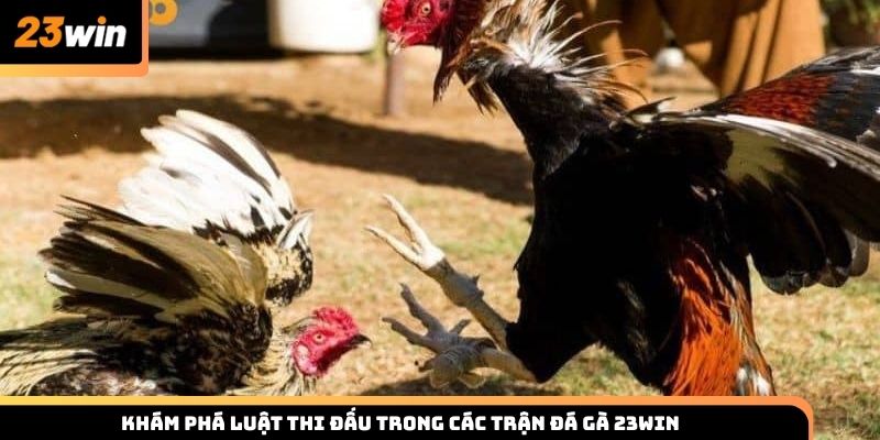 Luật thi đấu các trận đá gà 23win cho thành viên