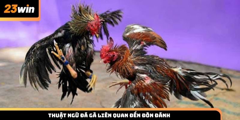 Thuật ngữ đá gà liên quan đến đòn đánh