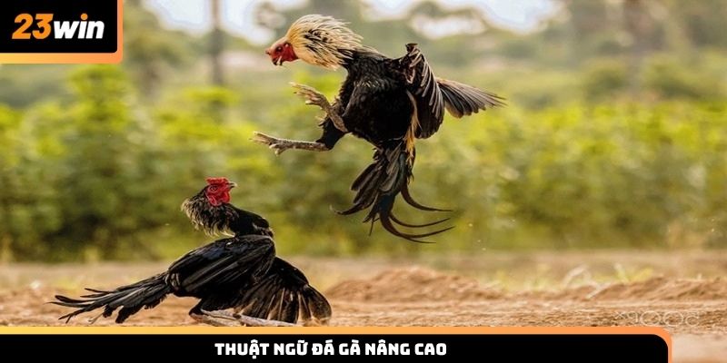 Thuật ngữ đá gà nâng cao