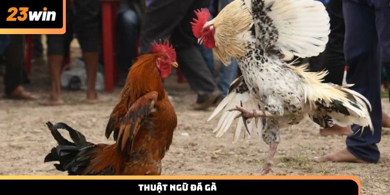 Các thuật ngữ đá gà chuẩn cho người mới và cao thủ 23win