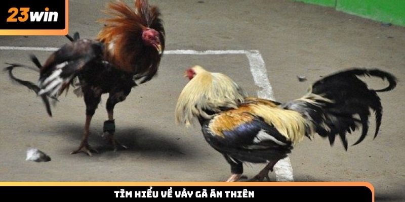 Tìm hiểu về vảy gà án thiên