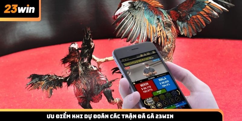 Ưu điểm khi tham gia dự đoán các trận đá gà tại nhà cái 23win