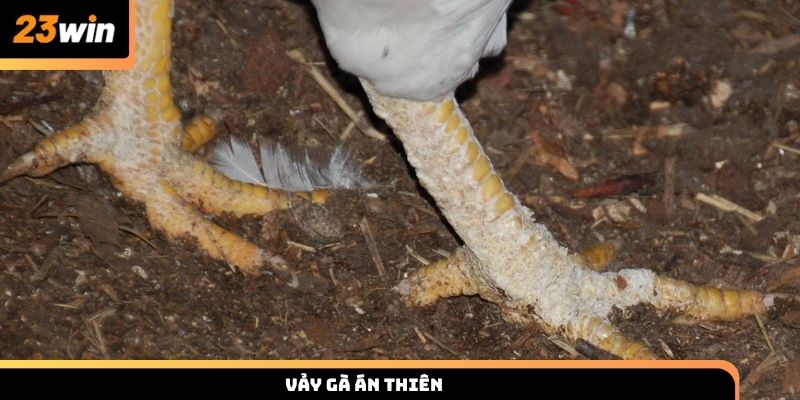 Nhận biết vảy gà án thiên chọn chiến kê mạnh cùng 23win