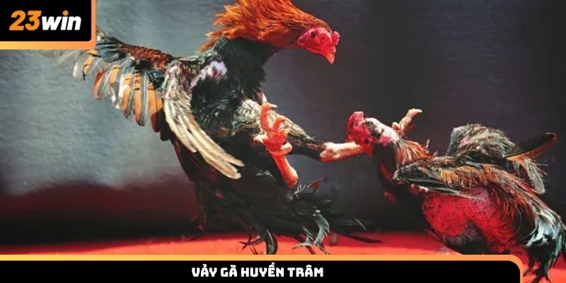 Nhận biết Vảy gà Huyền Trâm chọn chiến kê chuẩn cùng 23win