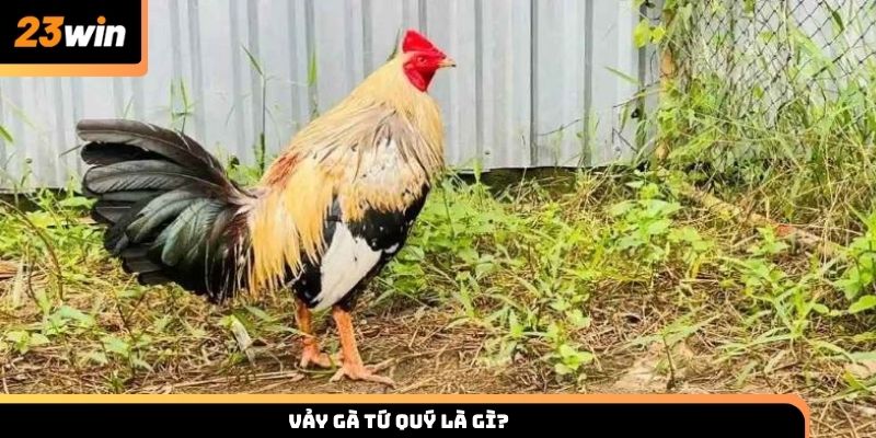 Vảy gà tứ quý là gì?