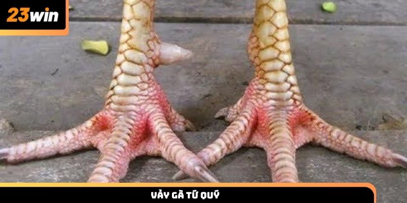 Nhận biết vảy gà tứ quý chọn chiến kê mạnh chuẩn chuyên gia